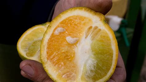 Florida growers look to peptide treatments to fight citrus greening