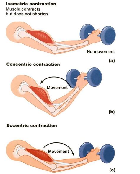 Types of contraction with sporting (exercise) example. Can we come up with an example for the ...