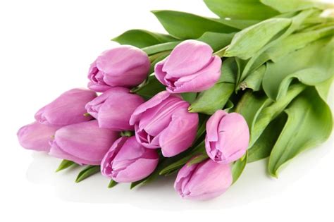 Premium Photo | Beautiful bouquet of purple tulips, isolated on white