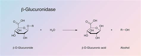 Glucuronidase, Beta - Worthington Enzyme Manual | Worthington Biochemical