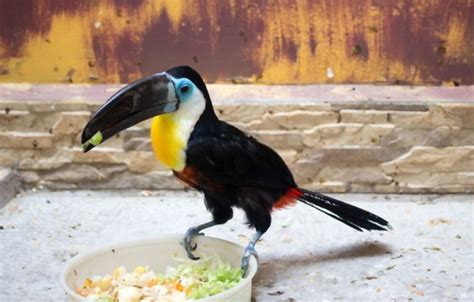 Buy Channel Billed Toucan | Toucan bird - Home Breed Birds