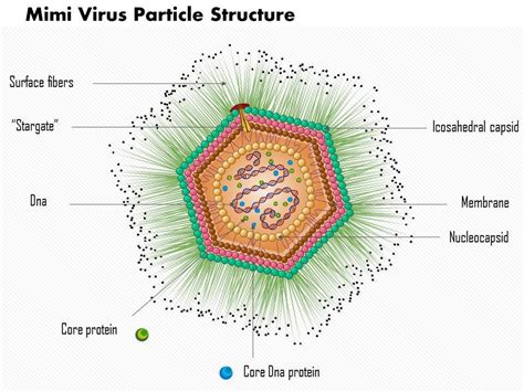 0814 Mimi Virus Particle Structure Medical Images For PowerPoint | PowerPoint Design Template ...