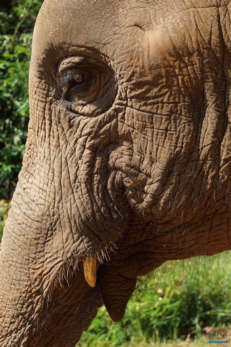 An Asian elephant's skull weighs around 100-115lbs (45-52kg). That's 12-25% of their total body ...