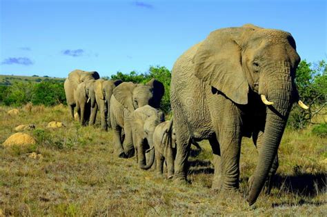 Elephant herd. A female matriarch African elephant leading her herd through the #Sponsored , # ...