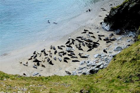 Grey Seals, Cornwall, UK - Stock Image - C017/6781 - Science Photo Library