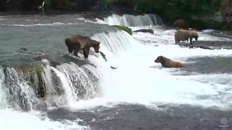 Check Out This Rad Live Cam Where You Can Watch Bears Catching Fish in Alaska! | Broke Ass ...