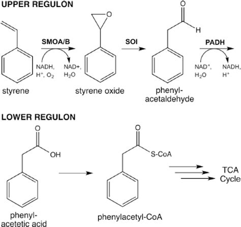 Figure 1 from Structure and biochemistry of phenylacetaldehyde dehydrogenase from the ...