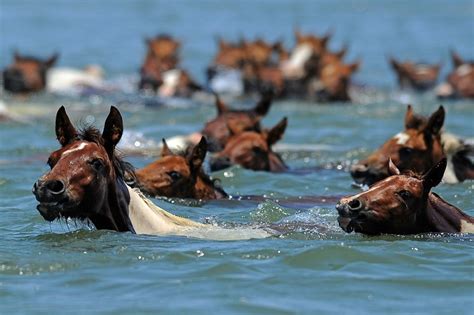 The Annual Chincoteague Pony Swim | Amusing Planet