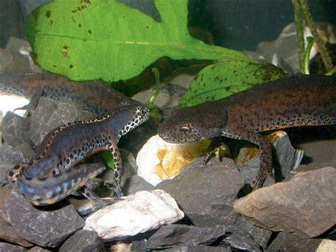 Breeding Alpine Newts - Reptiles Magazine