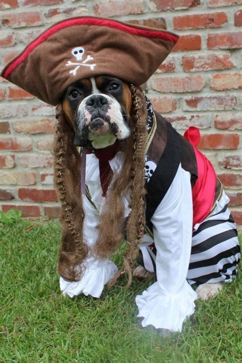 12 Costumes That Prove Boxer Dogs Always Win At Halloween