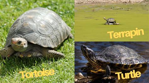 Turtle vs. Tortoise vs. Terrapin [Difference Chart] – The Turtle Hub