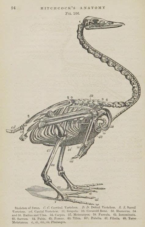 nemfrog: Fig. 106. Skeleton of swan. Elementary anatomy and physiology. 1861. | Illustration art ...