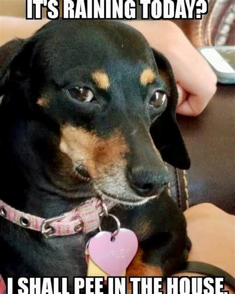 a black and brown dog sitting on top of a couch next to a persons hand