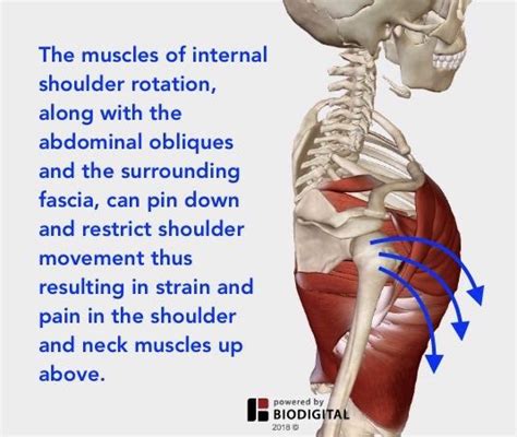 Understanding Shoulder Pain — Neuromuscular Therapy of Vermont