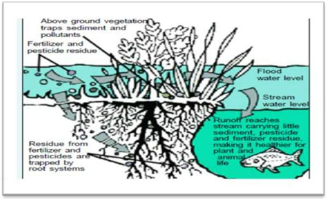 Plants in riparian areas filter ground and surface water moving into ...