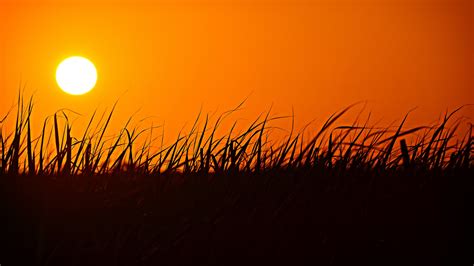 Grass, silhouette, sunset, orange sky Wallpaper | 1920x1080 Full HD resolution wallpaper ...