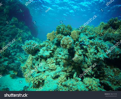 Underwater Scape Coral Reef Stock Photo 788274199 | Shutterstock