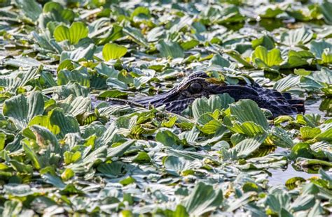 Juvenile American Alligator in the Swamps of Florida Stock Photo ...