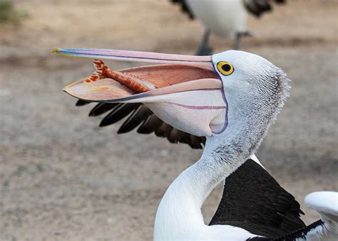 Types Of Bird Beaks | Bird Spot