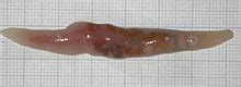 FLATWORMS | Parasites Info