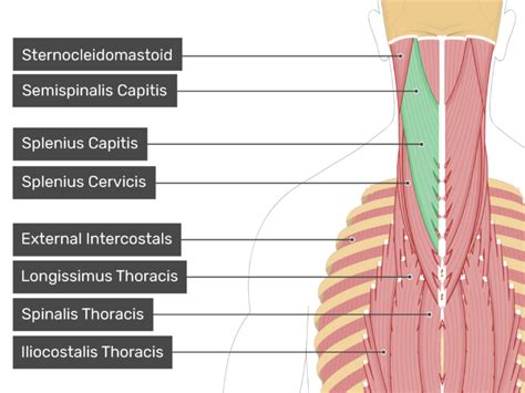 Splenius Capitis Muscle | GetBodySmart