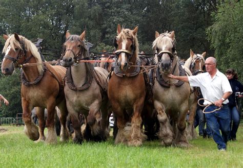 a demonstration with 16 Belgian draft horses. | Photos taken… | Flickr