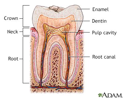 Tooth extraction Information | Mount Sinai - New York