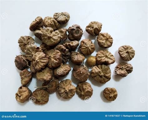 Teak seeds stock image. Image of seeds, nature, teak - 141871837