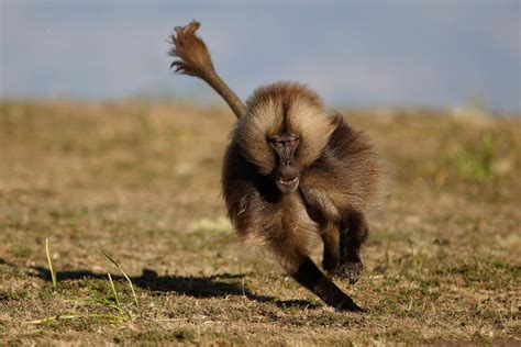 Gelada | All Interesting Facts & Photographs | The Wildlife