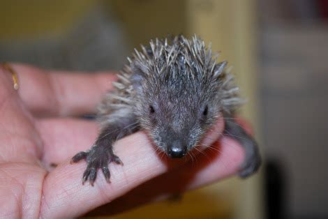 When Is a Hedgehog Not a Hedgehog? - ZooBorns