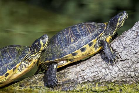 Pond Slider Turtle Sunbathing Stock Photo - Image of pond, sunbathing ...