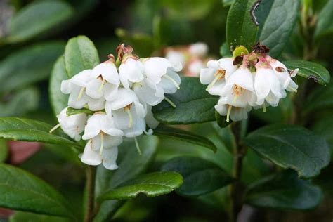 How to Plant and Grow Lingonberries | Gardener’s Path