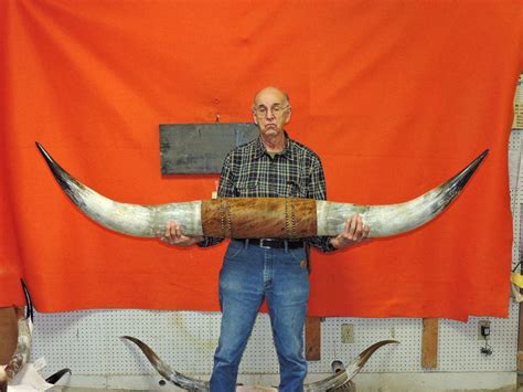 1491 Steer Horns 6 ft 3 in Mounted Bull Horns Cow Texas Longhorn Taxidermy | eBay | Bull horns ...