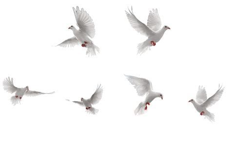 Bird Rock dove Flight - White Birds collection png download - 1024*646 - Free Transparent Bird ...