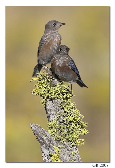 WESTERN BLUEBIRD