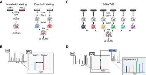 Mapping and analysis of phosphorylation sites: a quick guide for cell biologists | Molecular ...