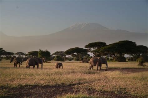 The 25 Best National Parks in Africa for Wildlife Safaris