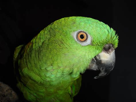 parrot, color, bird Wallpaper, HD Animals 4K Wallpapers, Images and Background - Wallpapers Den