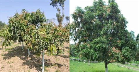 The Best Fertilizer for Mango Tree: When and How to Apply