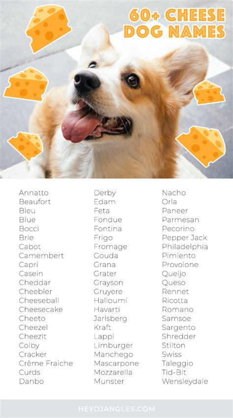 60+ Cute Cheese Names for Dogs - Hey, Djangles.