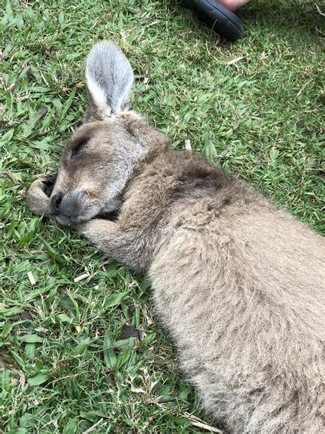 Baby kangaroo sleeping Kangaroo, Sleep, Nature, Baby, Animals, Baby ...