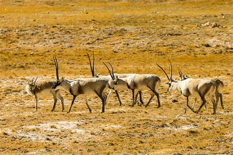 Overland Travel from Tibet via Everest BC and Kailash to Xinjiang