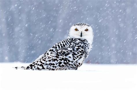 Discover 20 Fascinating Snowy Owl Facts for Kids - Learn about this ...