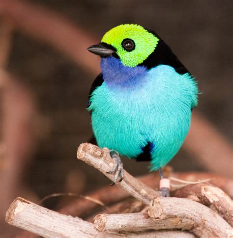 Paradise Tanager | Most Beautiful