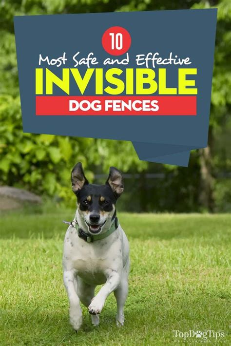 10 Best Invisible Dog Fences | Dog fence, Wireless dog fence, Invisible fence