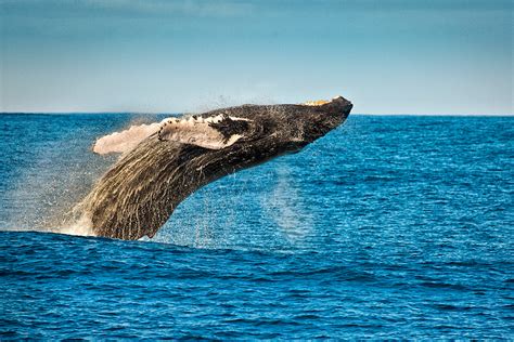 Humpback Whale Season in Hawaiʻi is in Full Swing Right Now - Hawaii Magazine