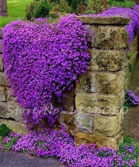 Rainbow Creeping Thyme Plants Blue Rock Cress - Perennial Ground Cover Flower Natural Growth ...