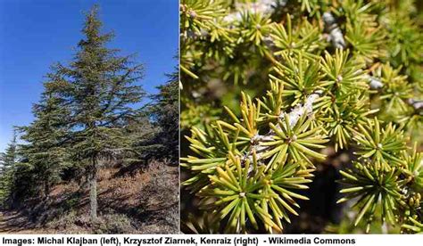 Types of Cedar Trees with Identification Guide (Pictures, and Name)