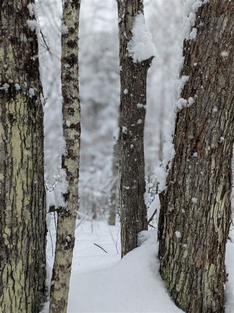 Snow-covered Trees · Free Stock Photo