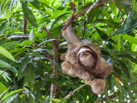 Why are sloths slow? And six other sloth facts | Stories | WWF